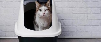 how to stop a cat from shitting on the bed and accustom it to the litter box