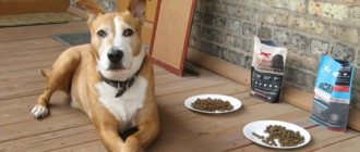 How to switch a dog to another dry food