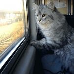 How to transport a cat on a train