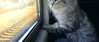 How to transport a cat on a train