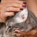 How to clean a cat&#39;s ears at home