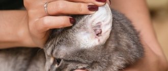 How to clean a cat&#39;s ears at home