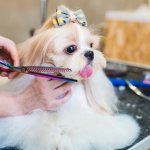 How to cut a dog&#39;s hair at home