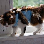 How and when to remove a cat’s blanket after sterilization