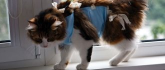 How and when to remove a cat’s blanket after sterilization