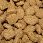 How to properly feed your dog dry food