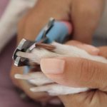 How to properly trim a dog&#39;s nails