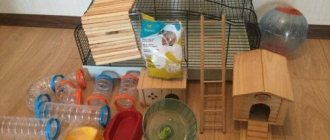 How to properly arrange a hamster cage, accessories and home decoration for Djungarian and Syrian pets