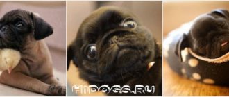 How to choose the right pug puppy, whether to get a boy or a girl, which color is better.