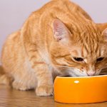 How to train a cat to eat dry food