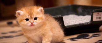 How to train a kitten to go to the litter box