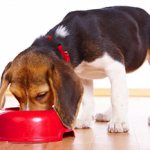 How to accustom a puppy to dry food