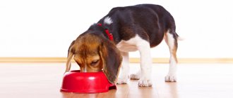 How to accustom a puppy to dry food