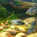 how do gouramis reproduce