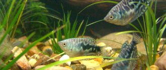 how do gouramis reproduce