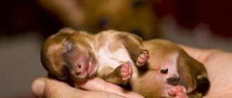 How little puppies are born