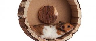 How to make a hamster wheel at home