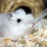 How to make a water bowl for a hamster with your own hands at home