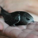 How swifts sleep. Why do swifts sleep in the air? 