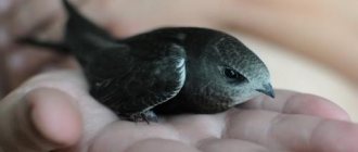 How swifts sleep. Why do swifts sleep in the air? 