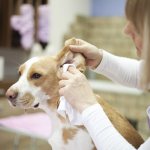 How to protect your dog from ear itch