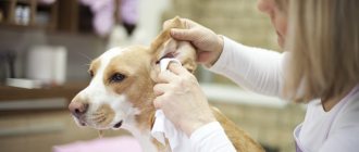 How to protect your dog from ear itch