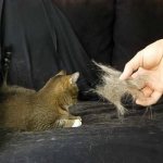 How to remove cat hair