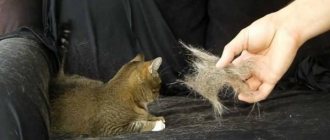 How to remove cat hair