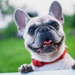 How to raise a French Bulldog