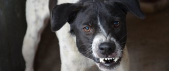 What does rabies look like in dogs?