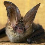 What does a brown long-eared bat look like?