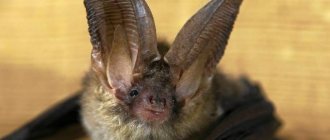 What does a brown long-eared bat look like?