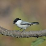 what does a black-headed chickadee look like?