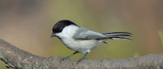 what does a black-headed chickadee look like?