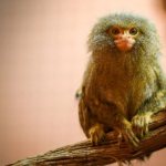 What does a pygmy marmoset look like?