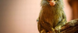 What does a pygmy marmoset look like?