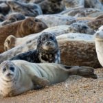 What does a Caspian seal look like?