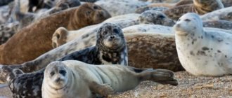 What does a Caspian seal look like?