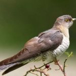 What does a cuckoo look like?