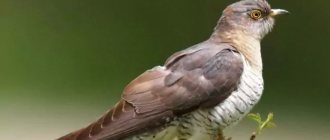 What does a cuckoo look like?