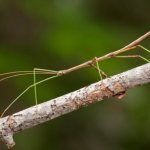 what does a stick insect look like