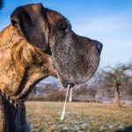 What does foaming from a dog&#39;s mouth look like?