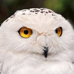 what does a polar owl look like