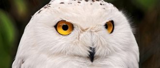 what does a polar owl look like