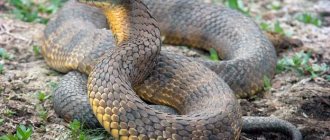 What does a tiger snake look like?