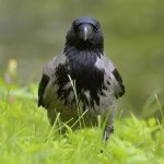 What does a crow look like?