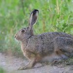 what does a brown hare look like