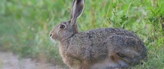 what does a brown hare look like