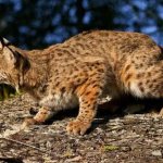 What does the lynx animal look like?