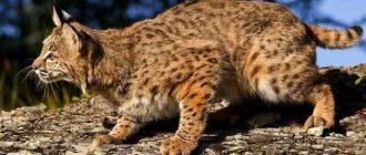 What does the lynx animal look like?